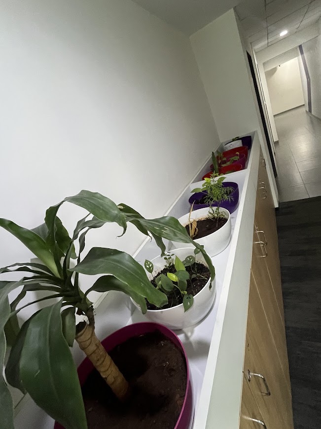 Indoor Plant Project 7